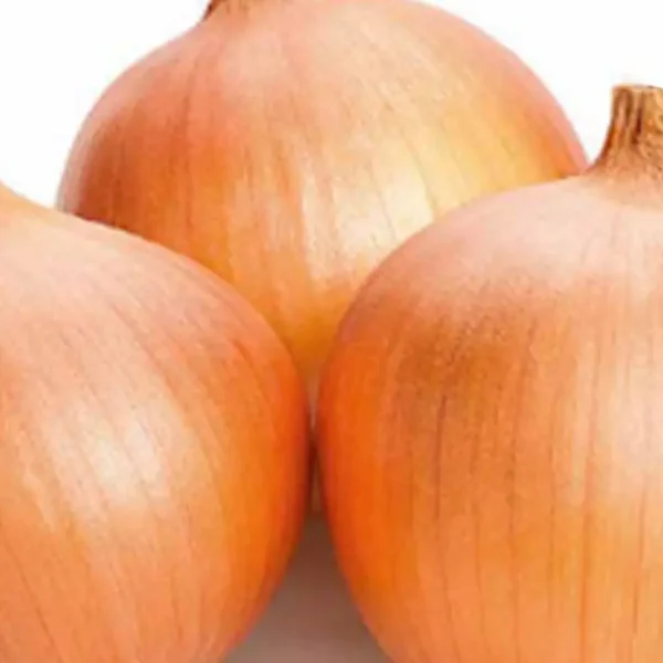 Onion Dutch